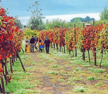 vineyard in italy