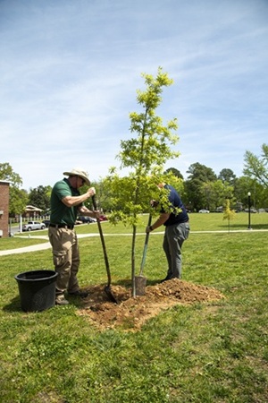 Tree Planting on campus
